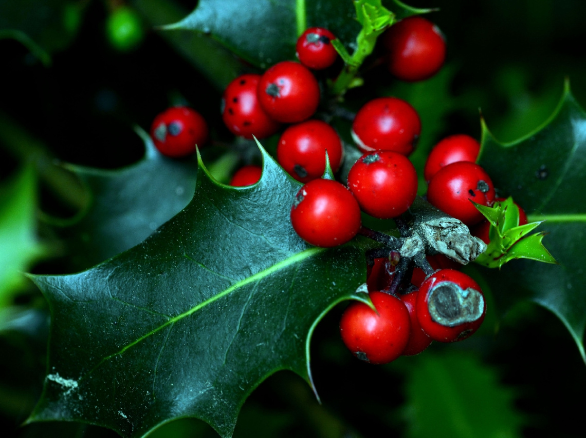 BEEREN