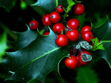 BEEREN