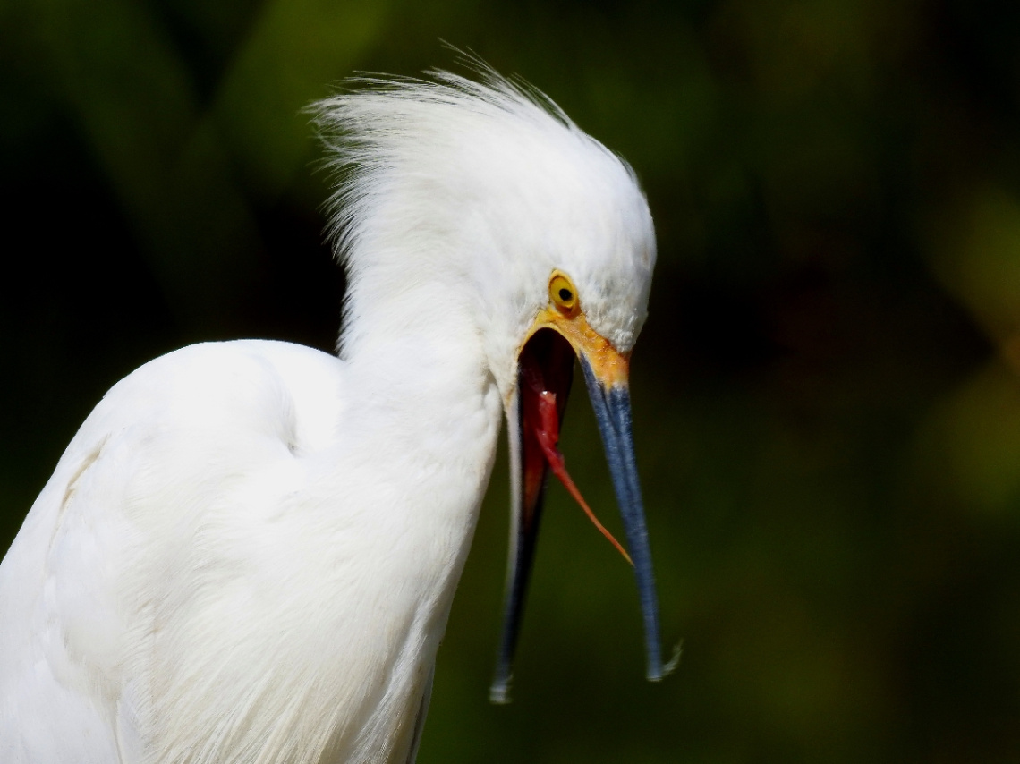 Snowy Egret