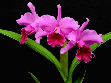 Orchids