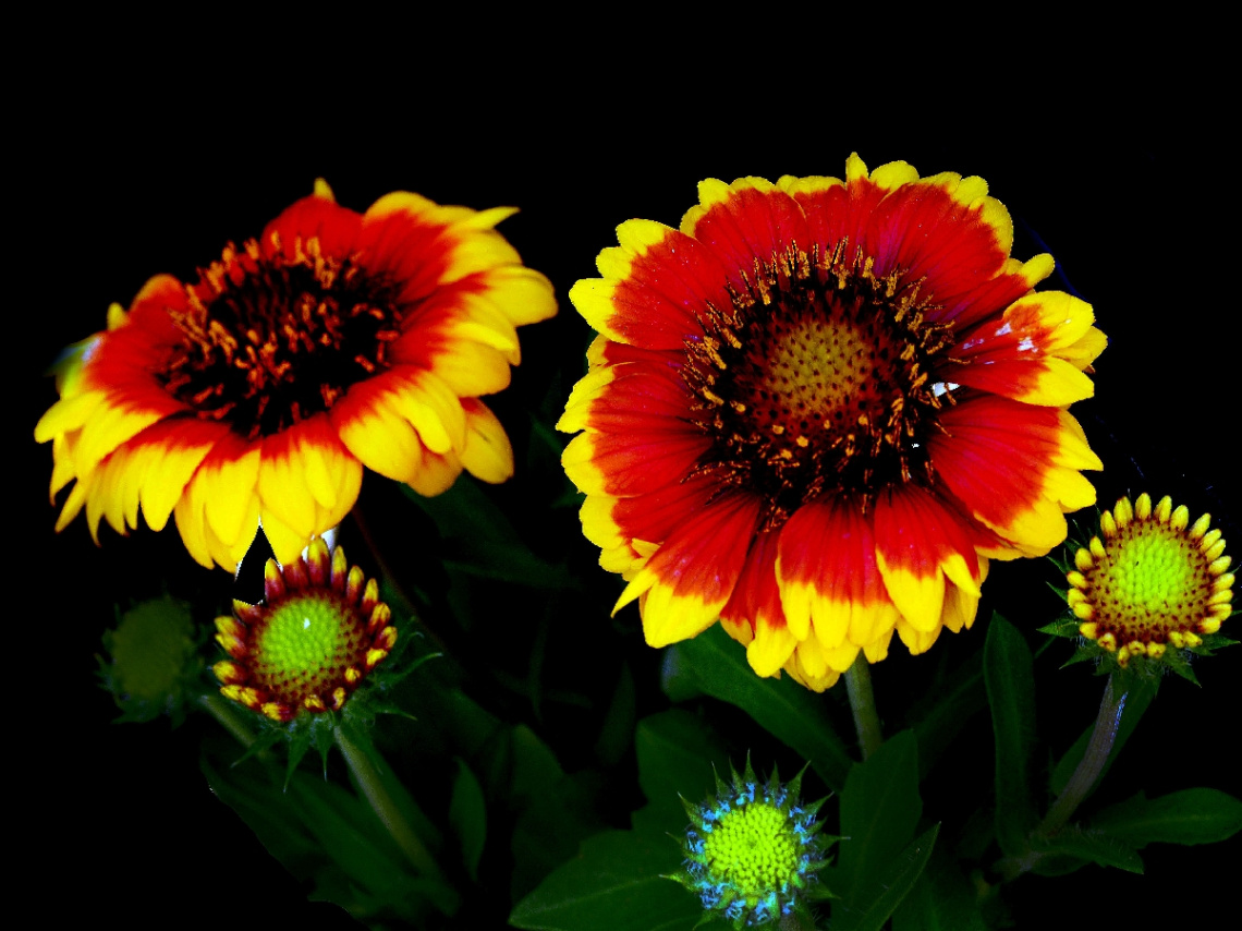 BLÜTEN