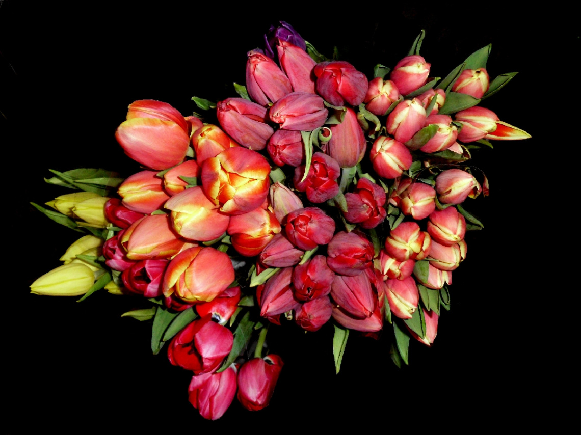 TULPEN