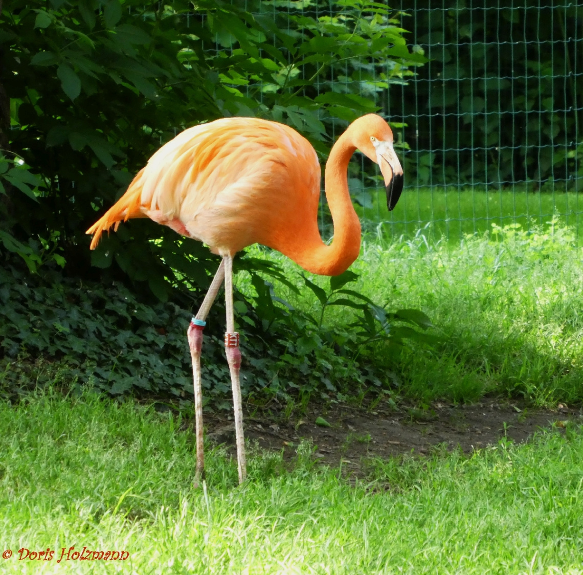Flamingo