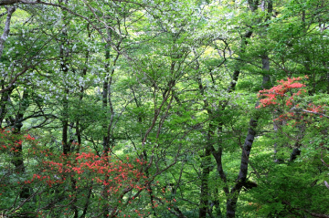 May forest