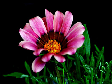 BLÜTE