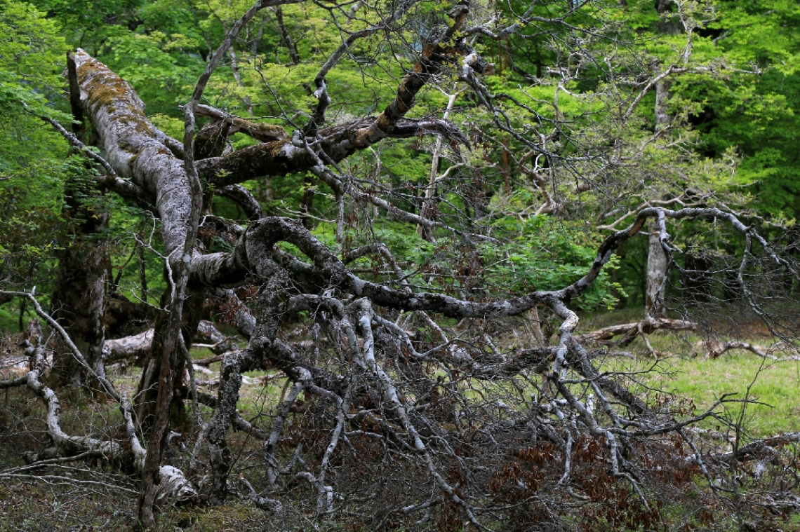 Fallen tree
