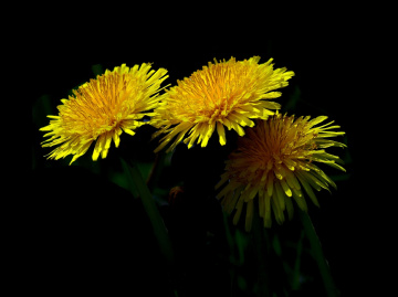BLÜTEN