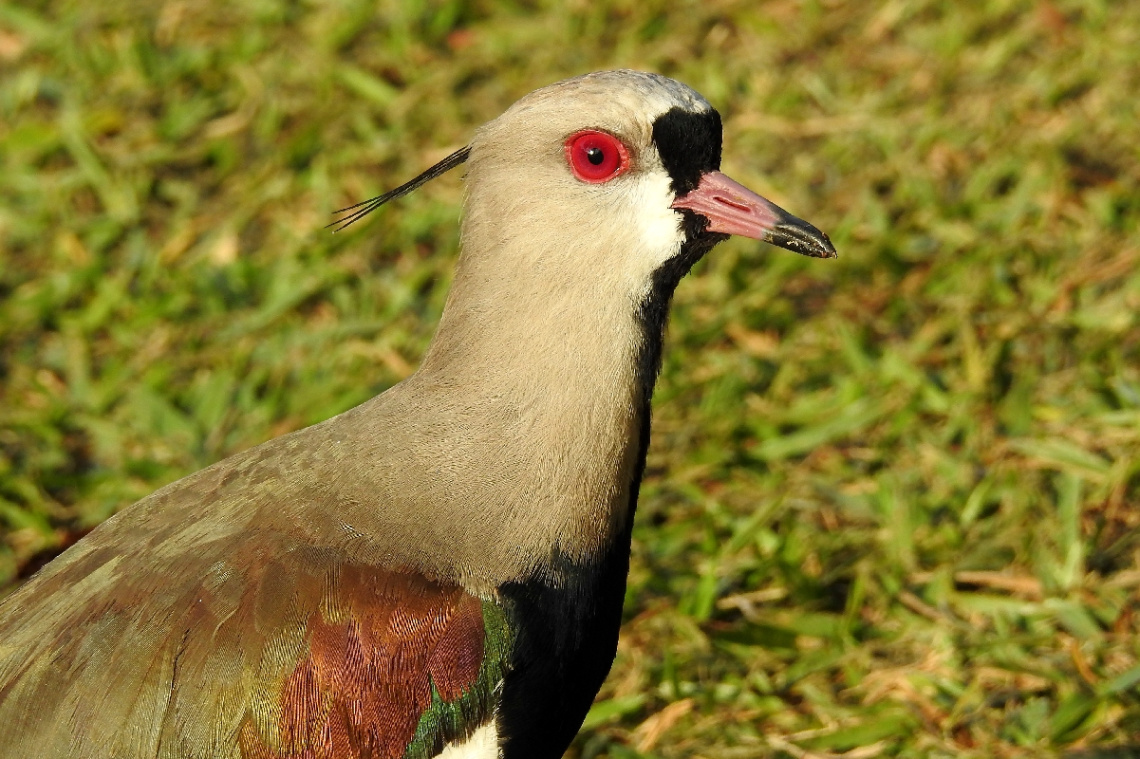 Vanellus chilensis 