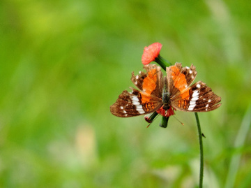 Delicate 