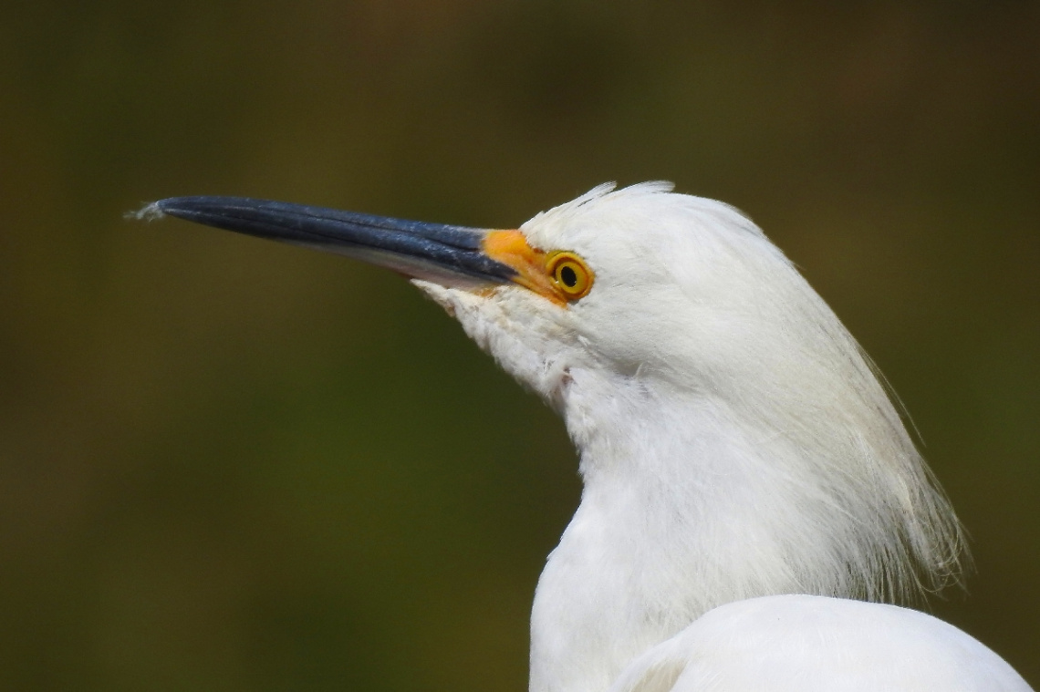Garça-branca-pequena