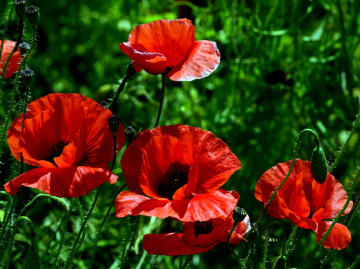 BLÜTEN
