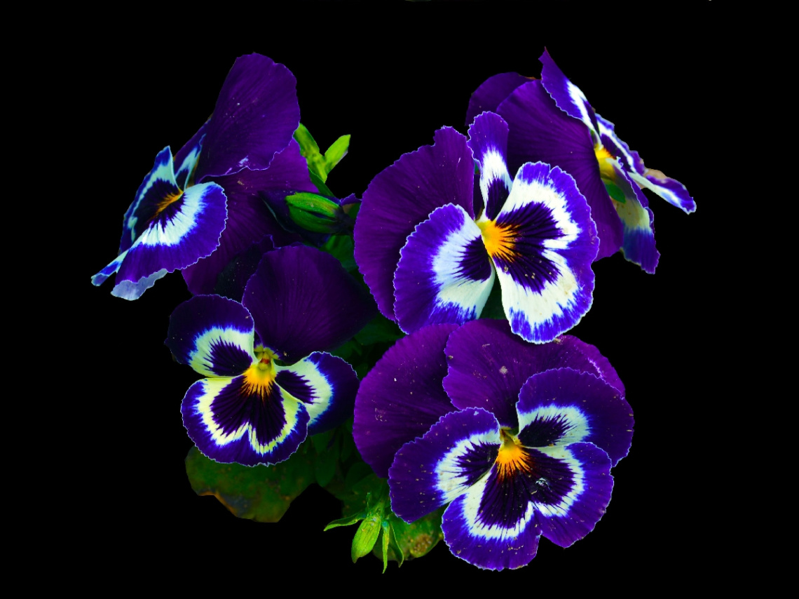 BLÜTEN