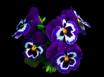 BLÜTEN