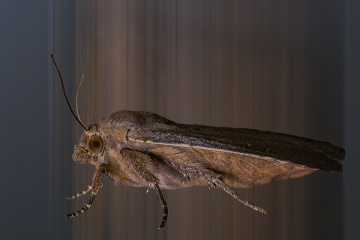 Güve