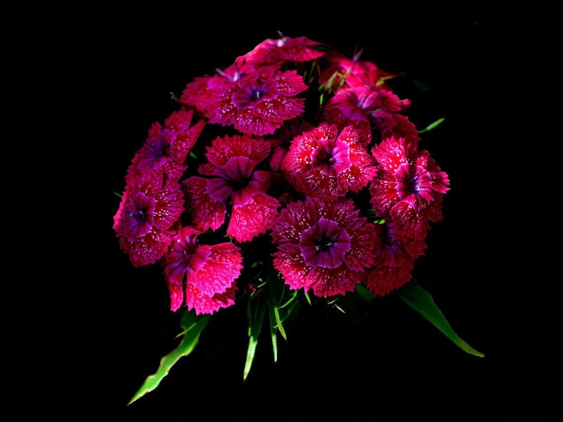 BLÜTEN