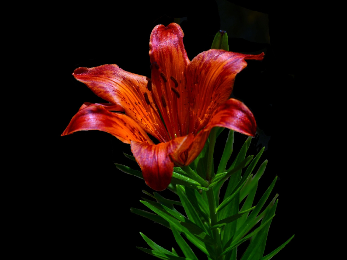 BLÜTE