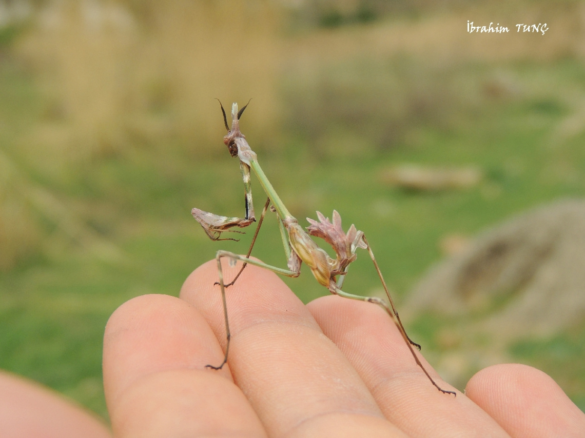 Empusa Fasciata