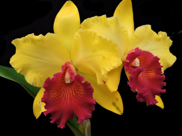 Cymbidium