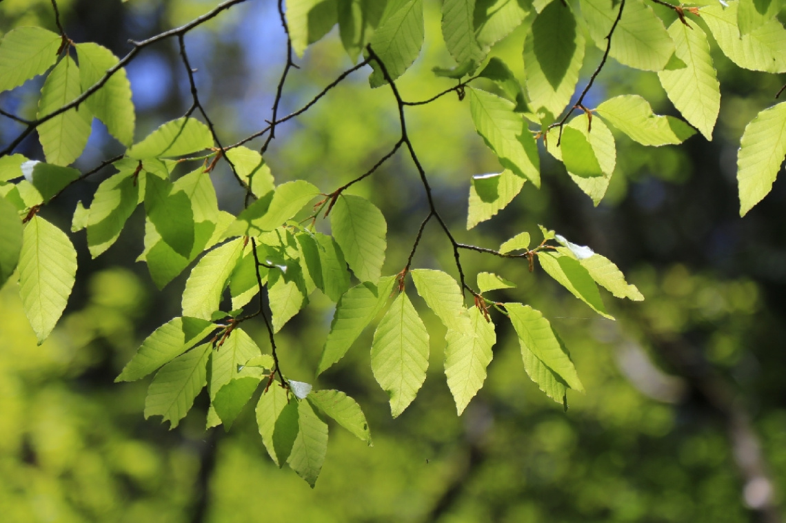 Leaves