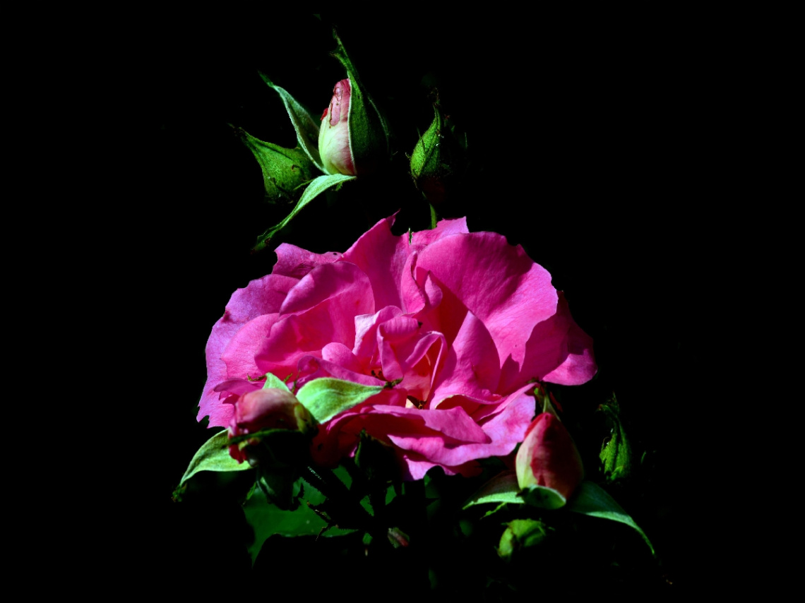BLÜTEN