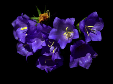 BLÜTEN