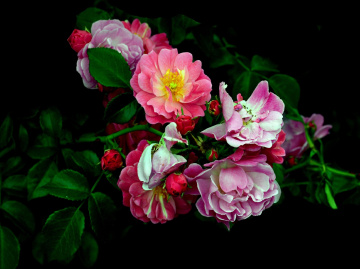 BLÜTEN