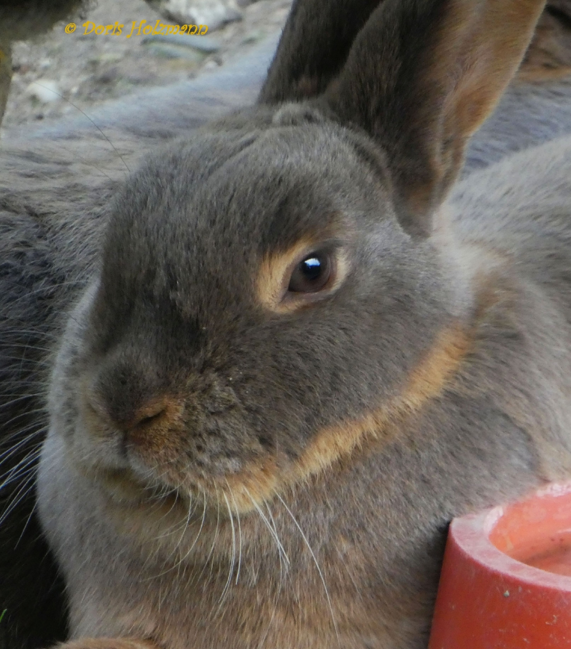Mümmelmann 