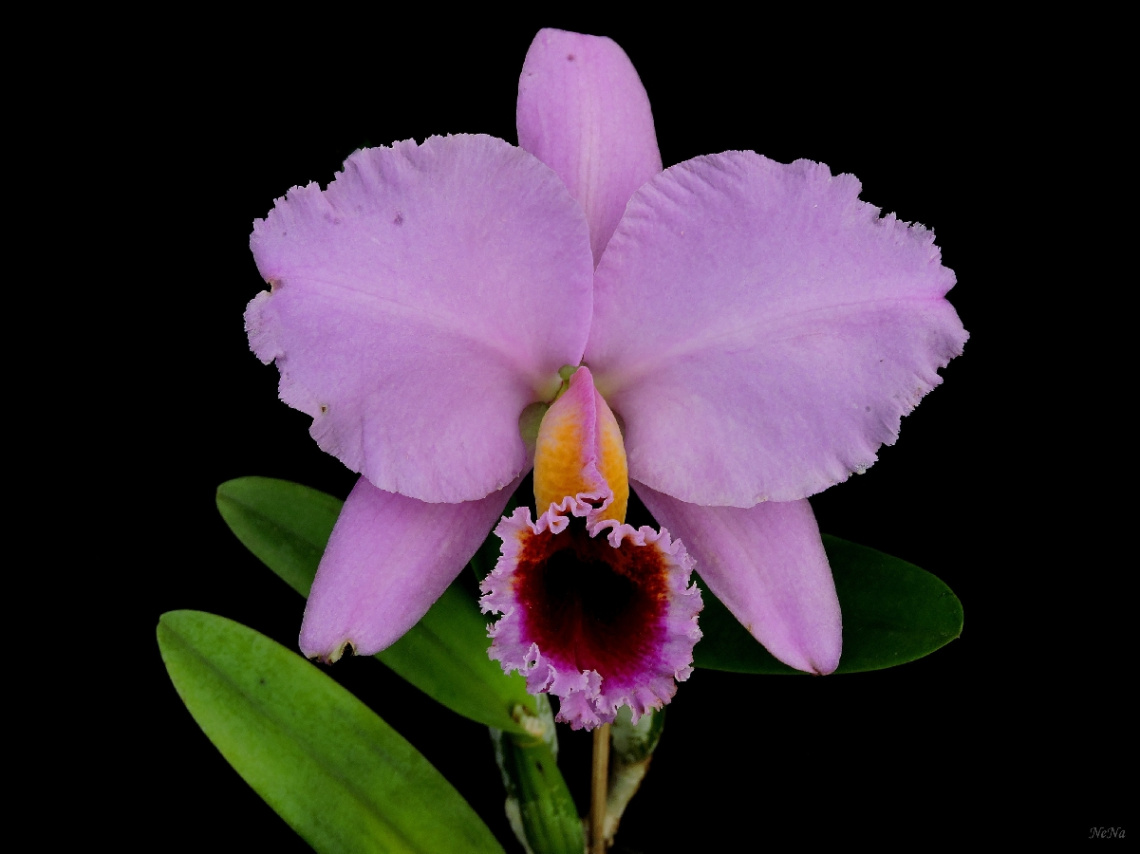 Nature Beauty