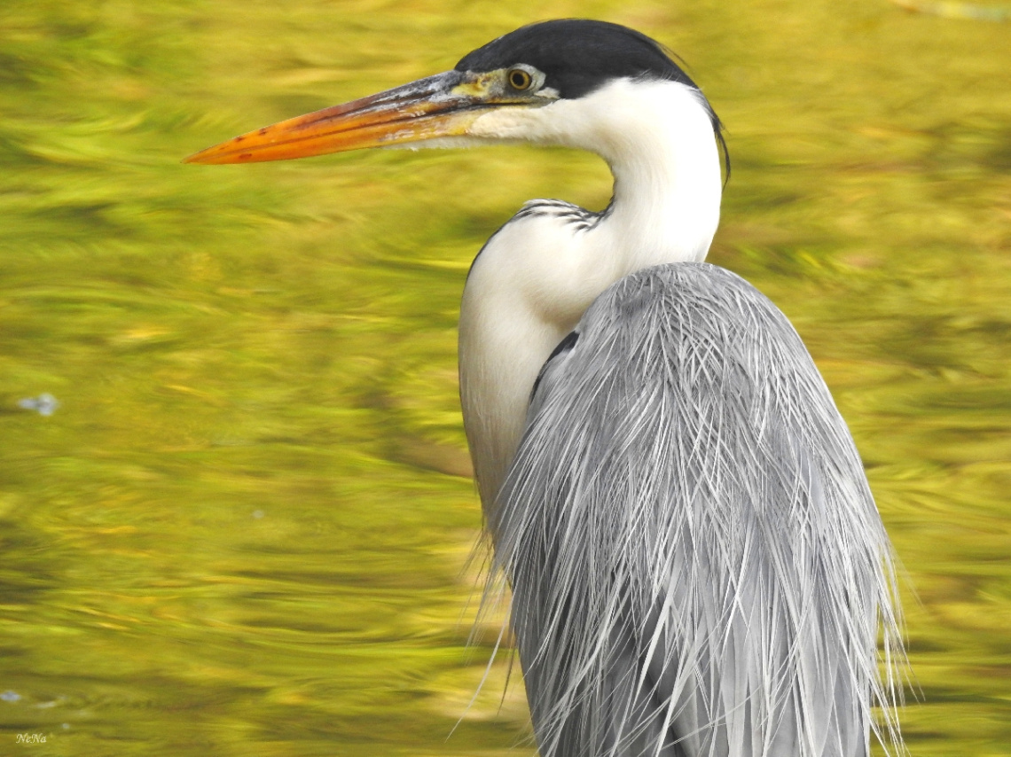 Gray Heron