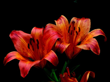 BLÜTEN