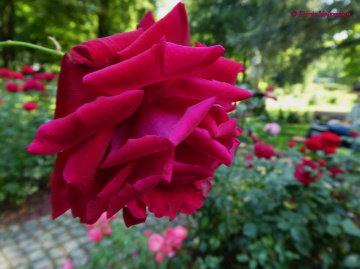 Rose