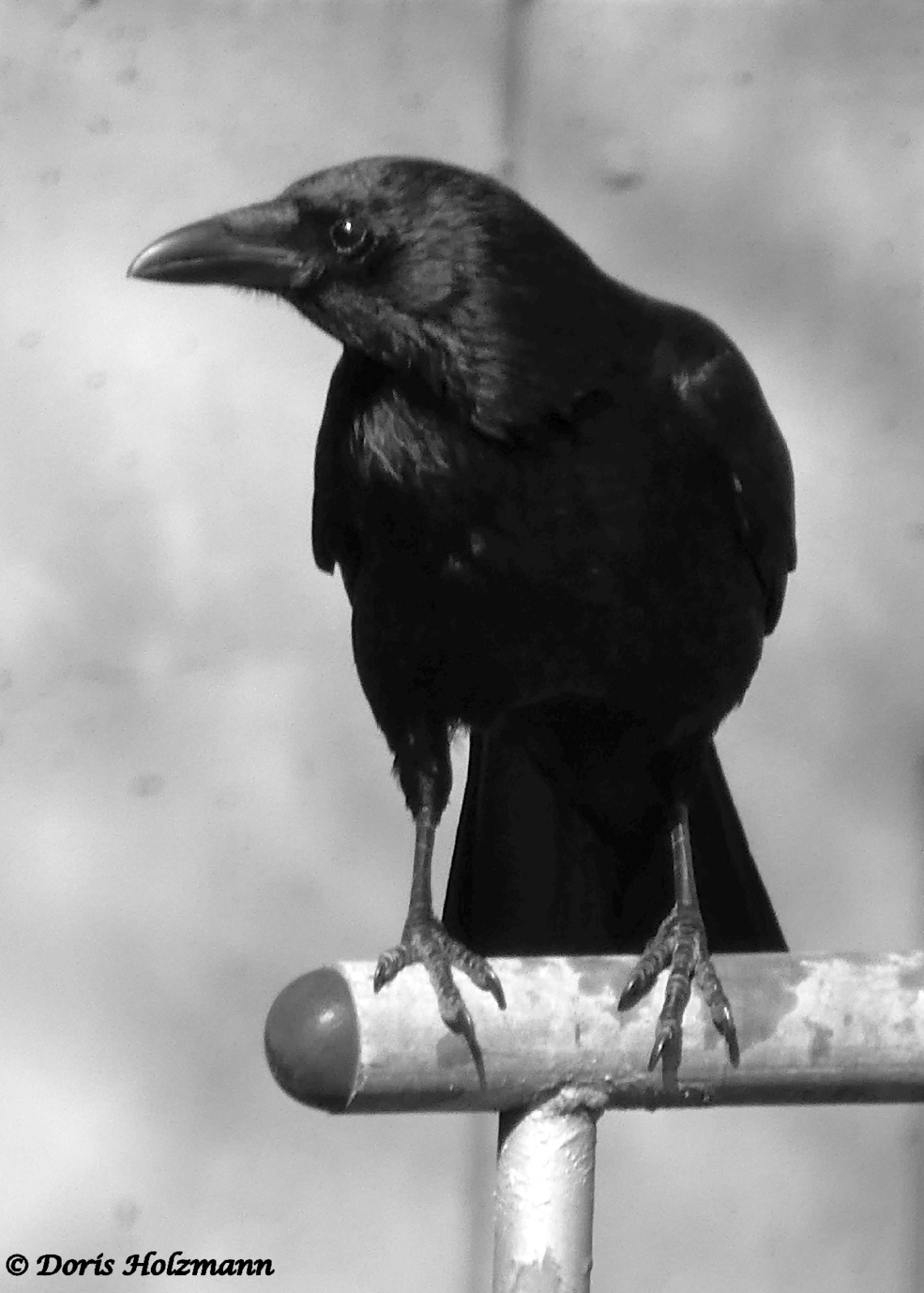 Blacky