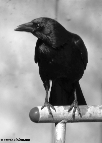 Blacky