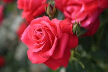 Pink rose