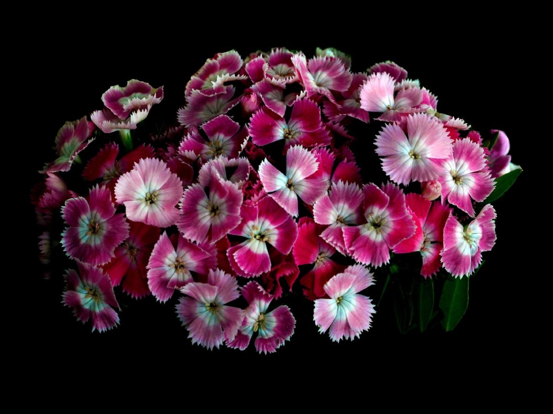 BLÜTEN