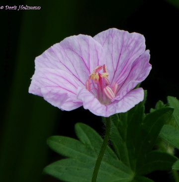 Blüte