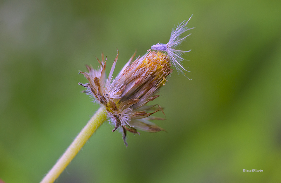 Dried flowers