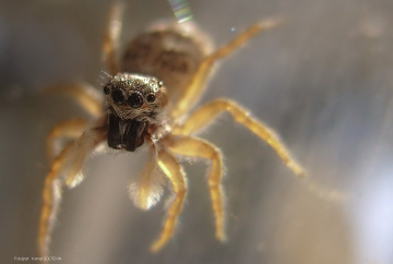 Spider 
