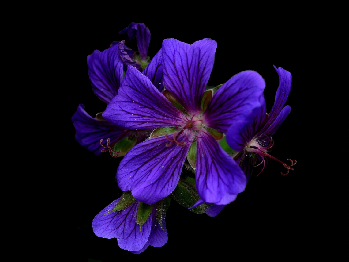 BLÜTEN