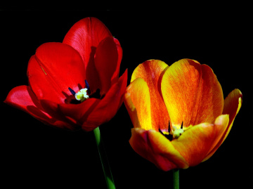 BLÜTE