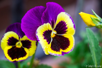 BAHAR GELDİ GEÇTİ