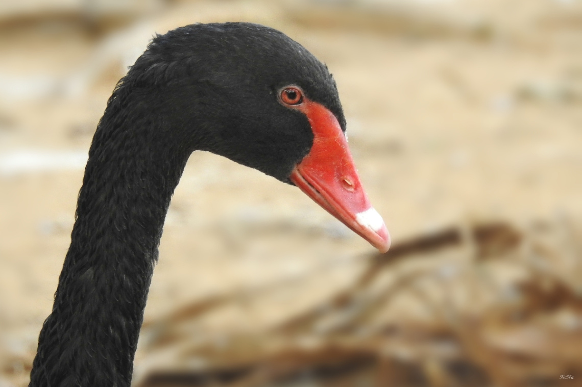 Black Swan