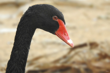 Black Swan