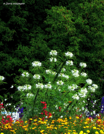 Blumenwiese