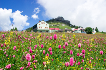 SİS DAĞI YAYLASI BAHAR