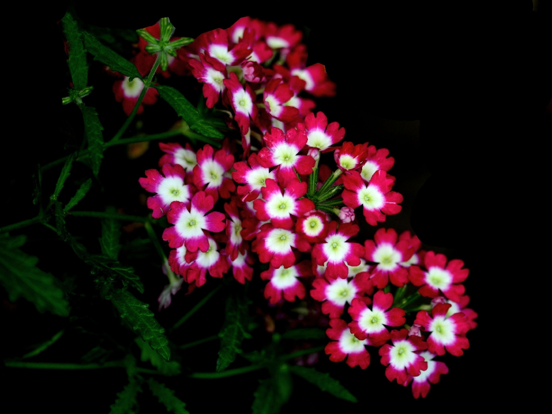 BLÜTEN