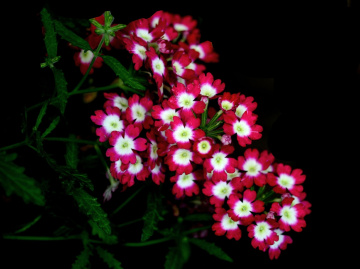 BLÜTEN