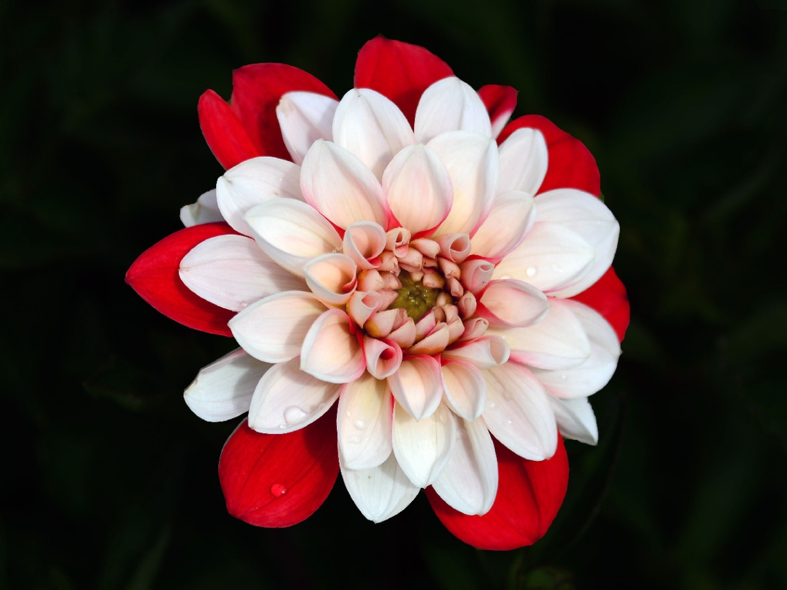 BLÜTE