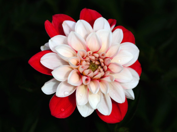 BLÜTE