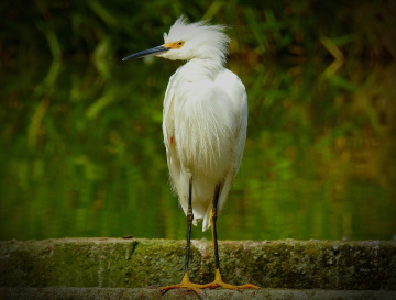 Garça branca pequena 